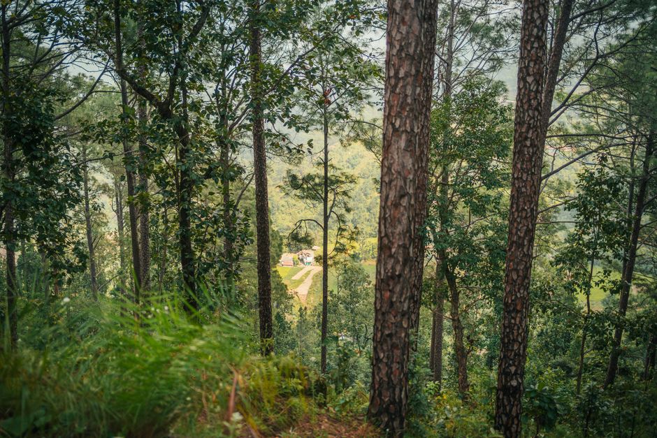 चंपावत के पर्यटन स्थल | Best Tourist Places In Champawat Uttarakhand 2024